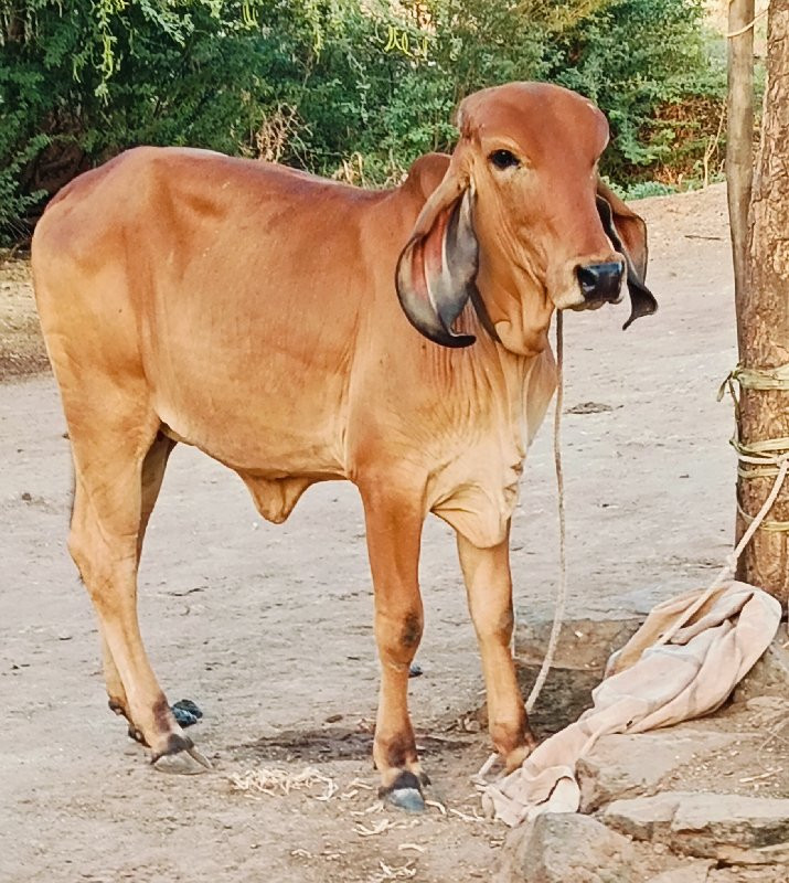 વાછરડી