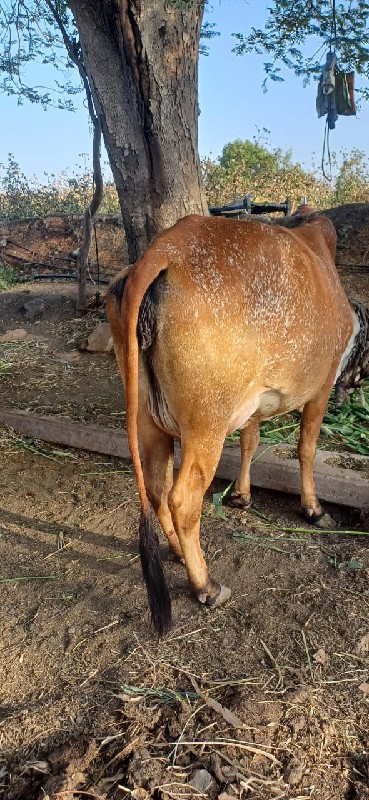 ગાય વેચવાની છે