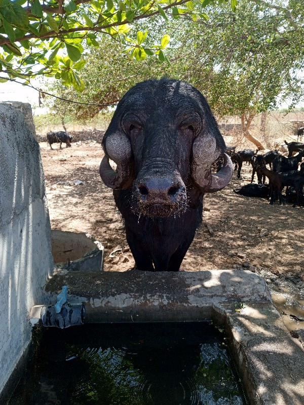 પાડો વેચવાનો છે