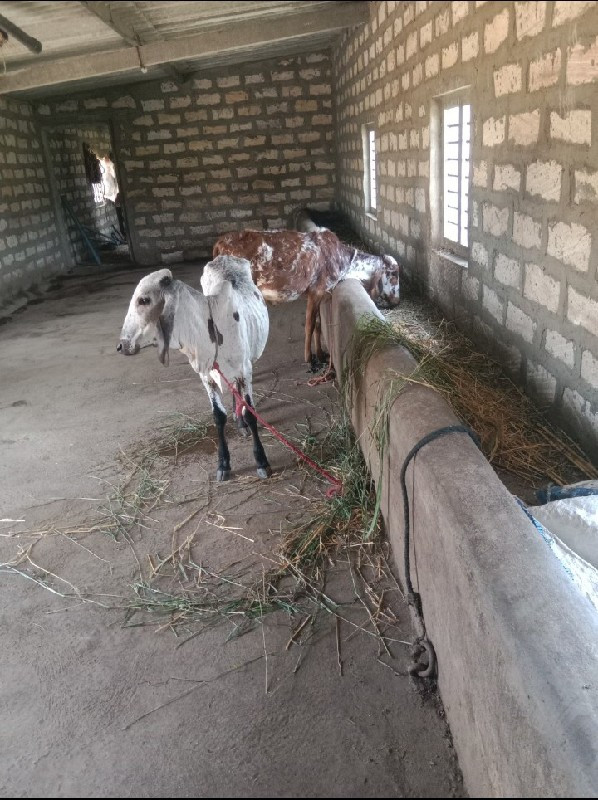 ગીર વાસડિયું વે...