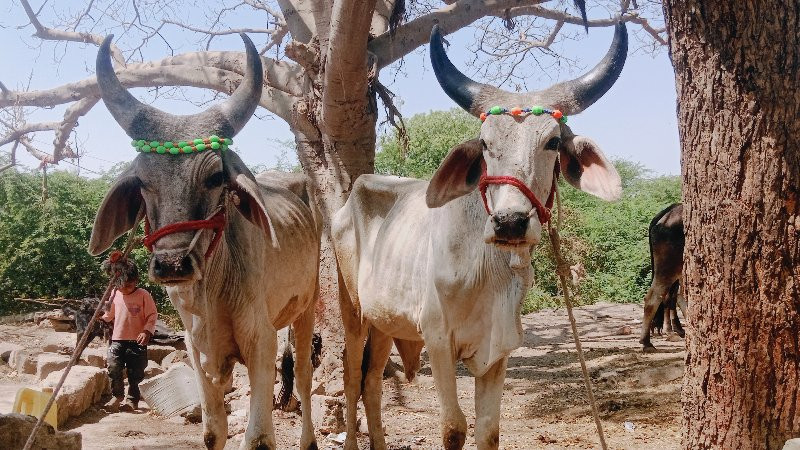 વાંસડા વેશવાના...