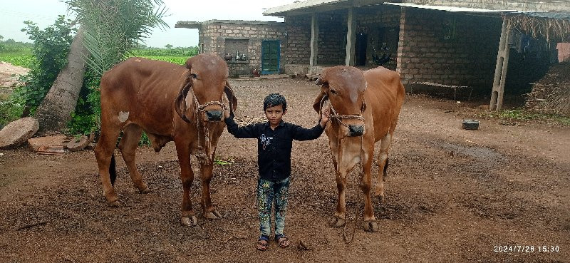 ગોઢલાવેસવાનાસે...