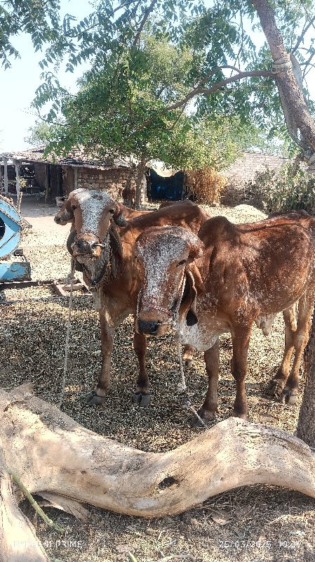 વેસવાનાસે