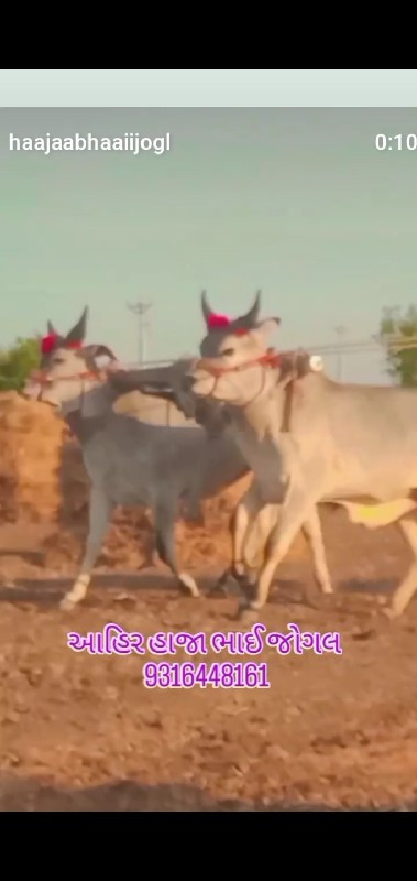 શોખીન માણસના કા...