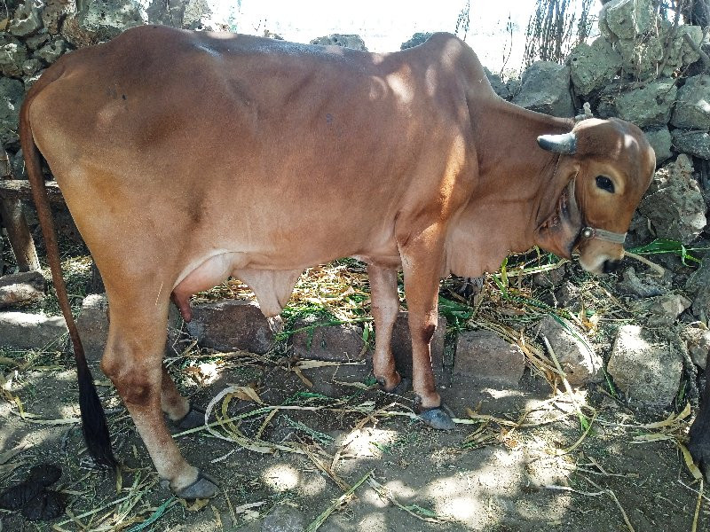 ગિર ગાય વેચવાની...