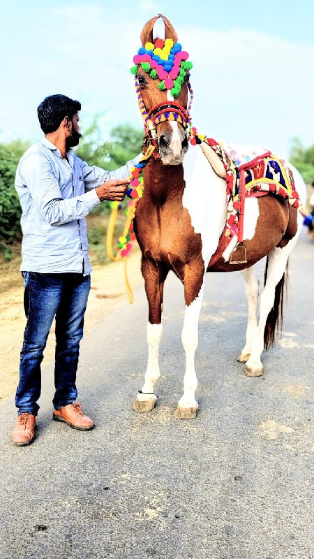 ઘોઙી, વેસવાનિછે