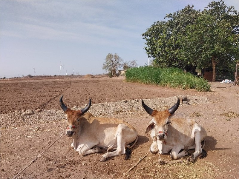 ગોઢલા વેચવાના છ...