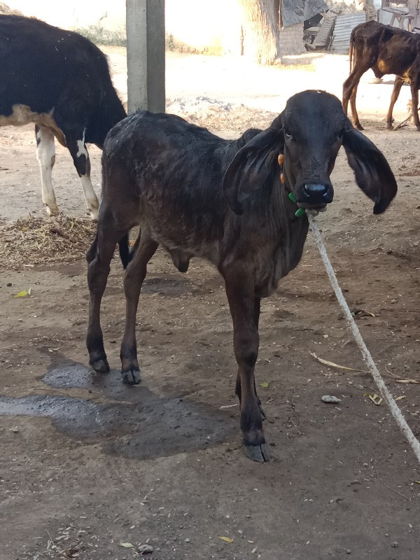 કાળી કપીલા વાછડ...