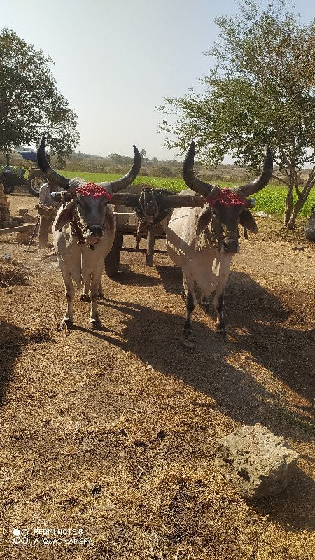 વેચવાના છે