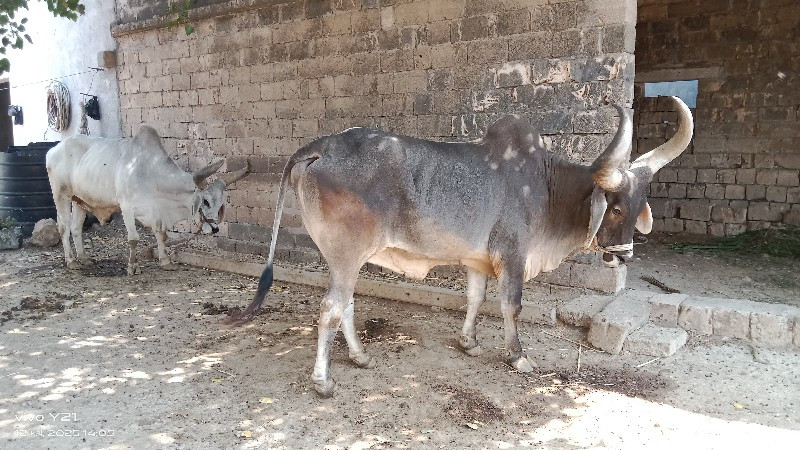 4 વેચવાના