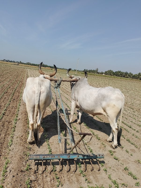 બલધુ વહેંચવાના...