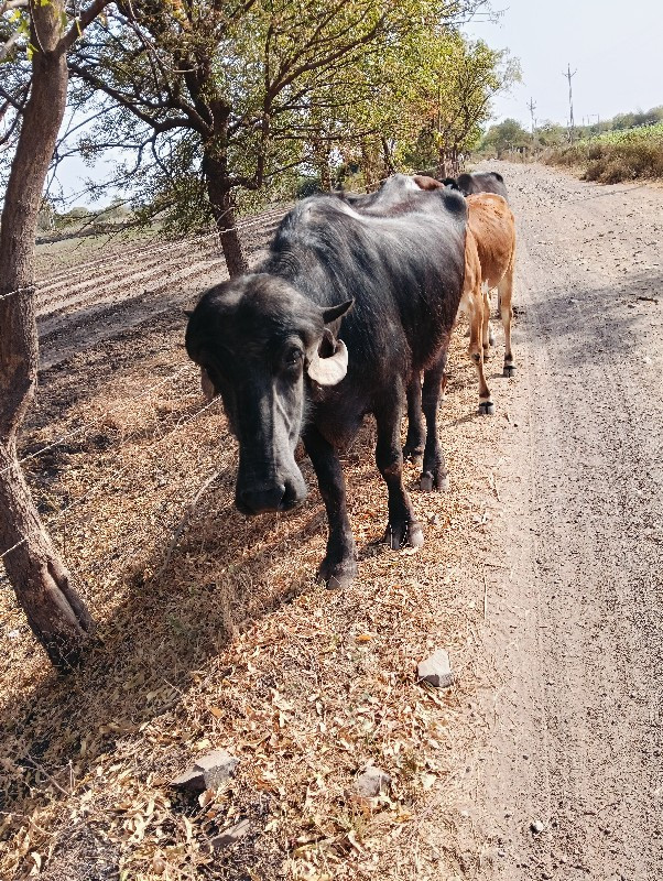 પાડી વેચવાની છે