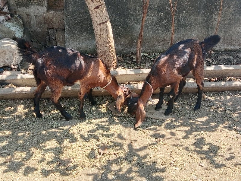 બે બકરી વેચવાની...