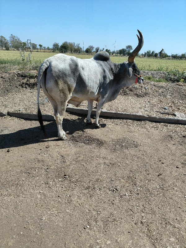 એક બવેચવાનોછે