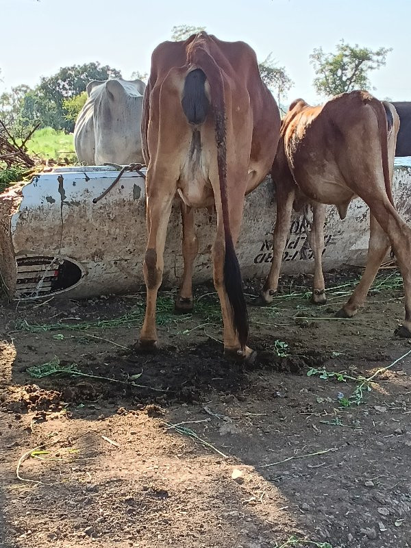 ગાય