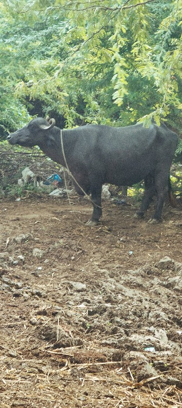 ૨ મહિનો થયો ફરી...