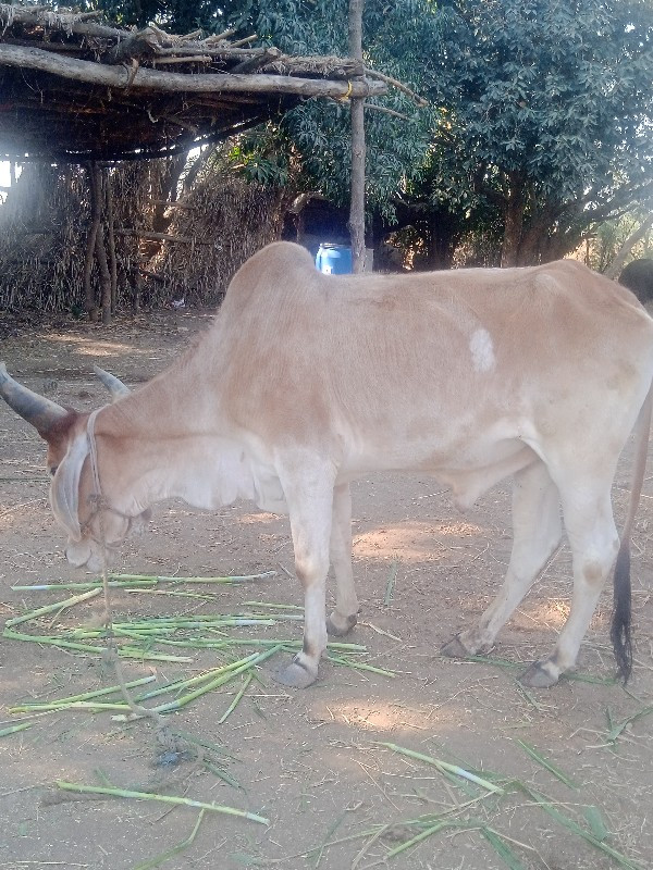 બળદ વેચવાનો છે