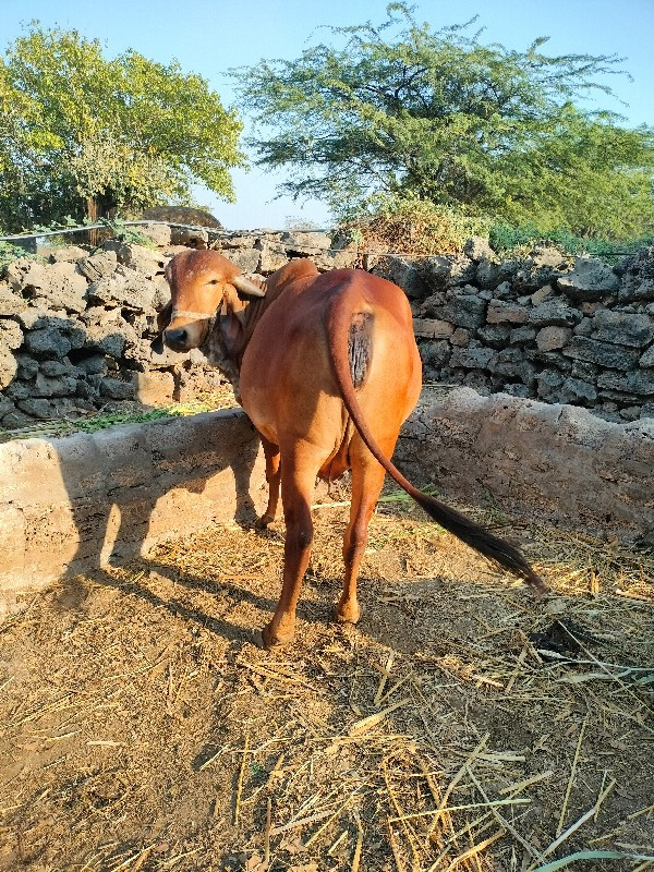 ગૌરી ઓડકી