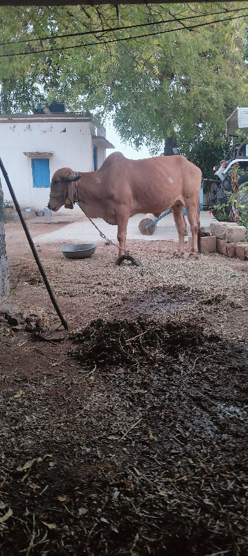 ગાય વેસવાનીહે