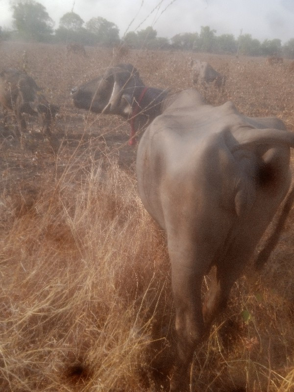 ખડા વેચવાની છે...