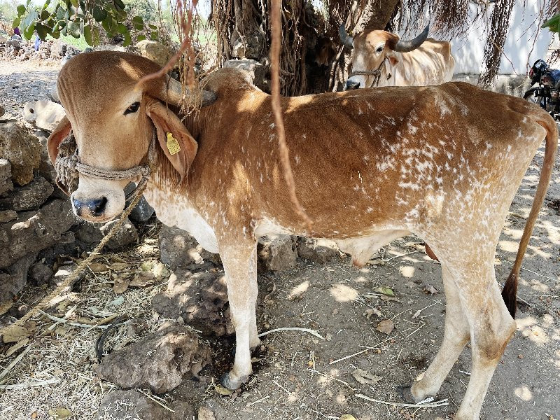 ગોઢલો