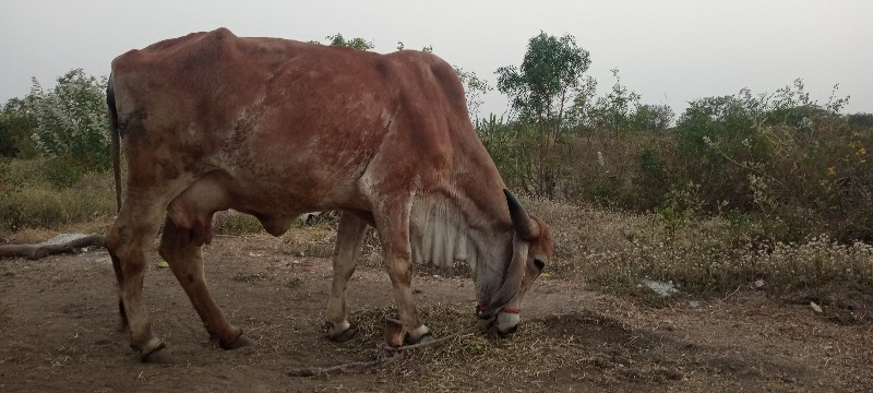 ગીર ગાય વેચવાની...