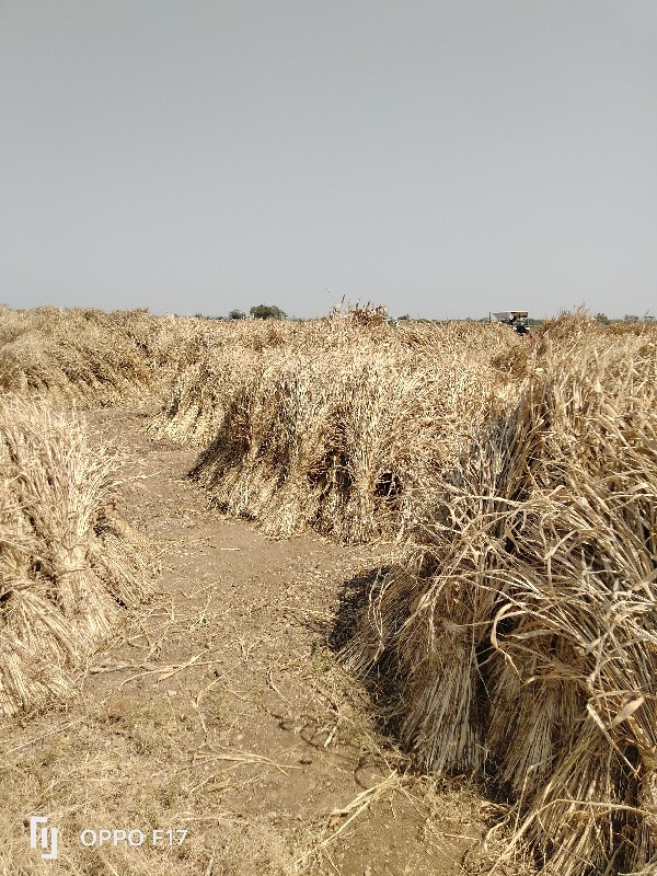 જુવારના ‌‌પૂરા...