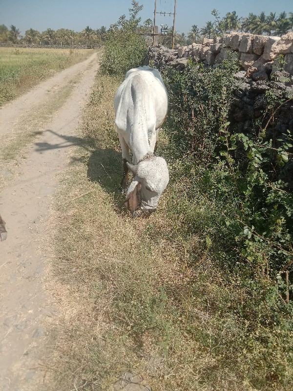 ગોઢલા વેચવાના છ...