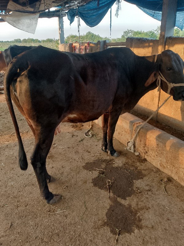 ગાયનાસાટાકરવાના...