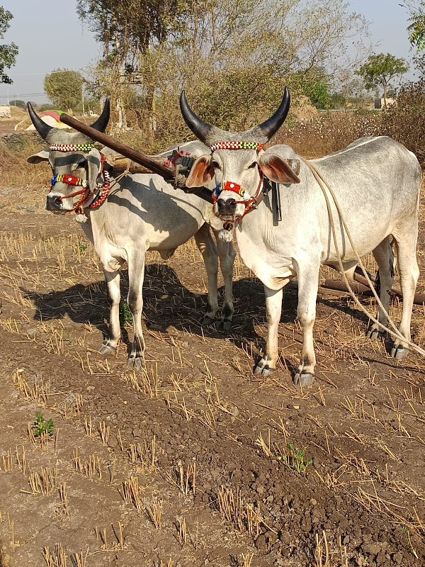 ગોઢલા વેચવાના છ...