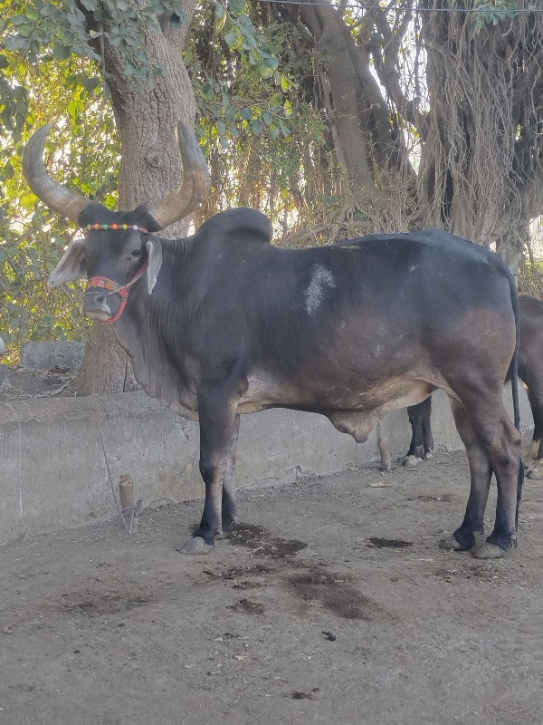 ગોઢલો વેચવાનો છ...