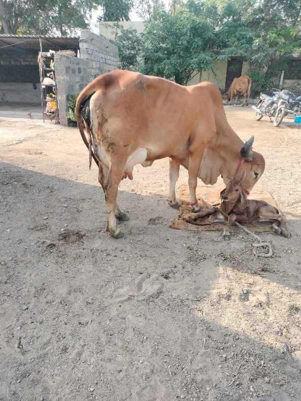 ગીર હોડકી વેચવા...