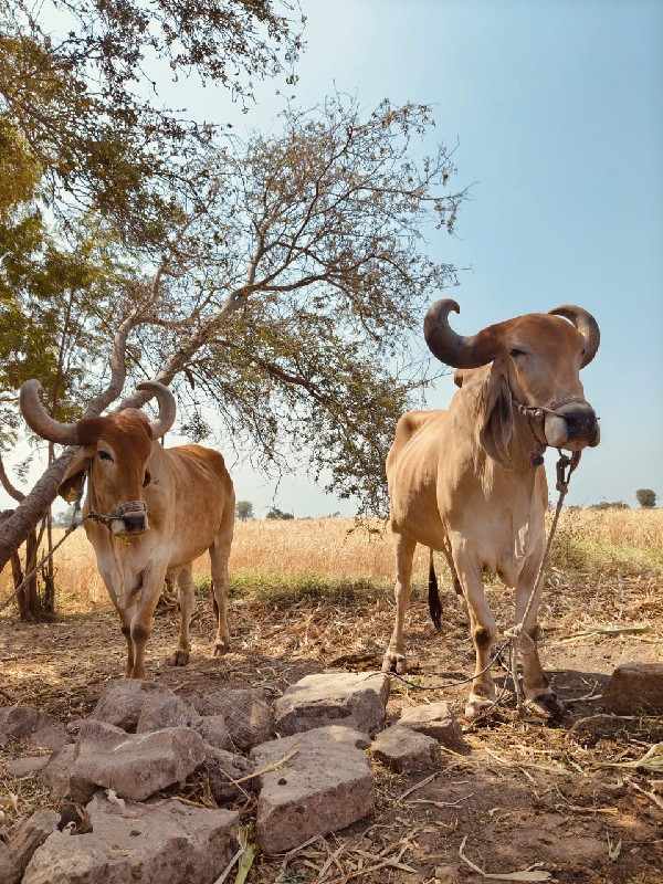 બળદ વેચાવાના છે