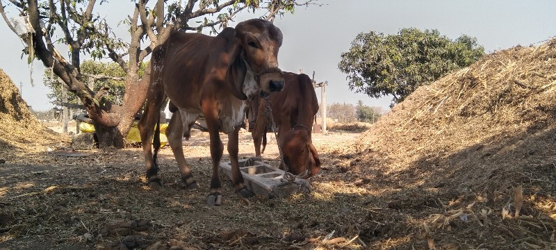 નંદી