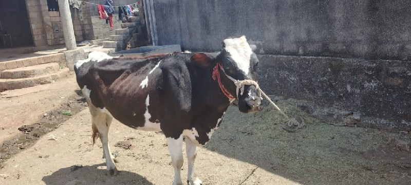 ગાય 🐄