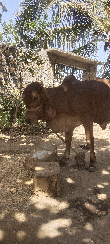વાદળી આપવા ની છ...