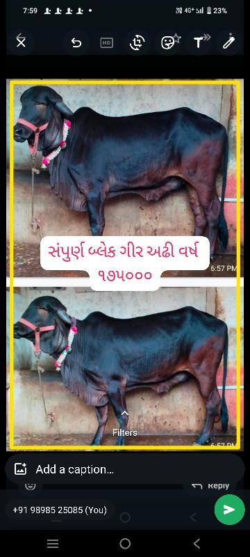 ગીર વાછડીઓ તથા...