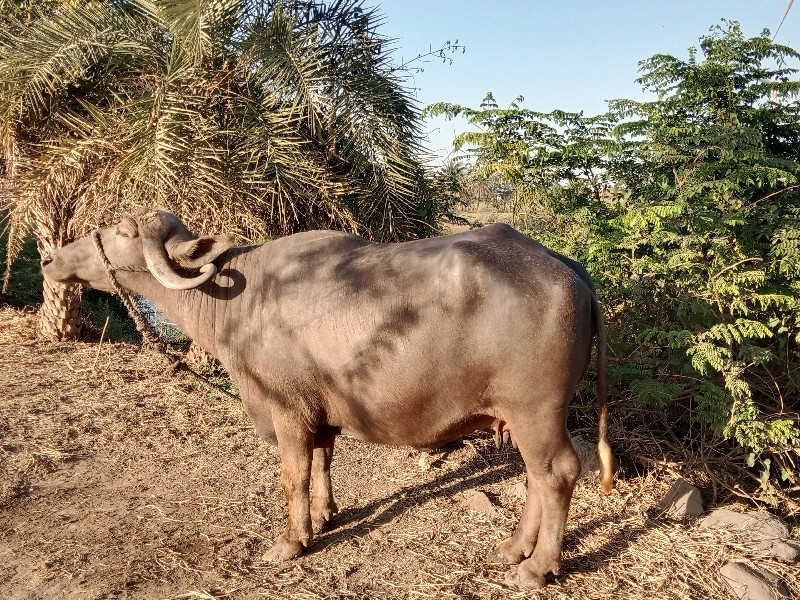 વેચવાની