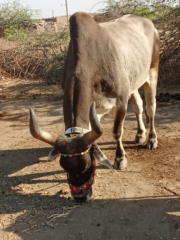 ત્રીજી ધર ફુલ પ...