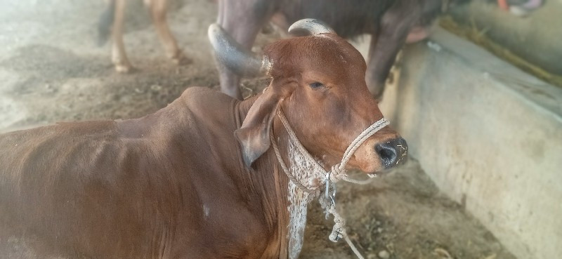ગાઈ વેશવાની છે.