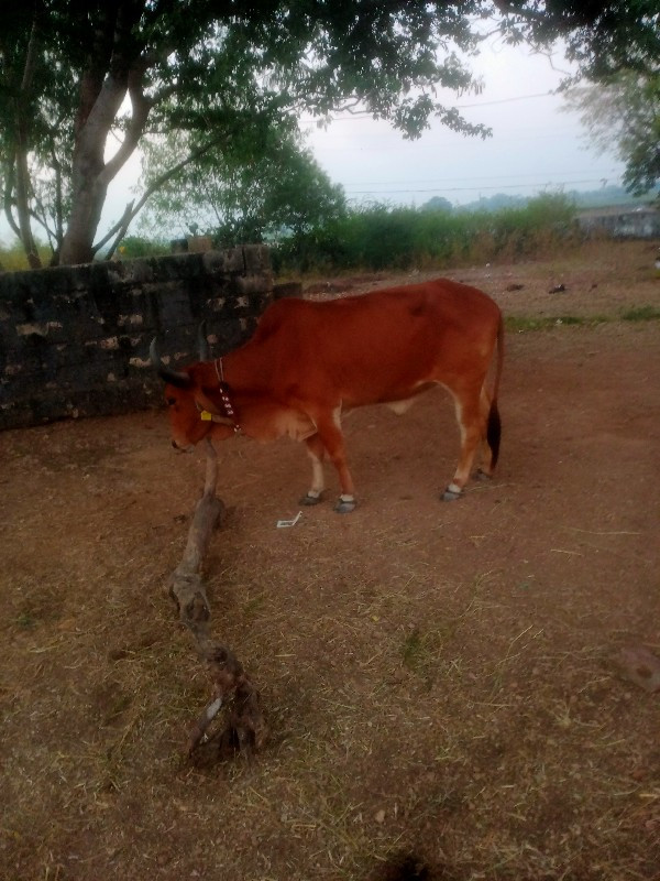 Devda Gaon kuti...