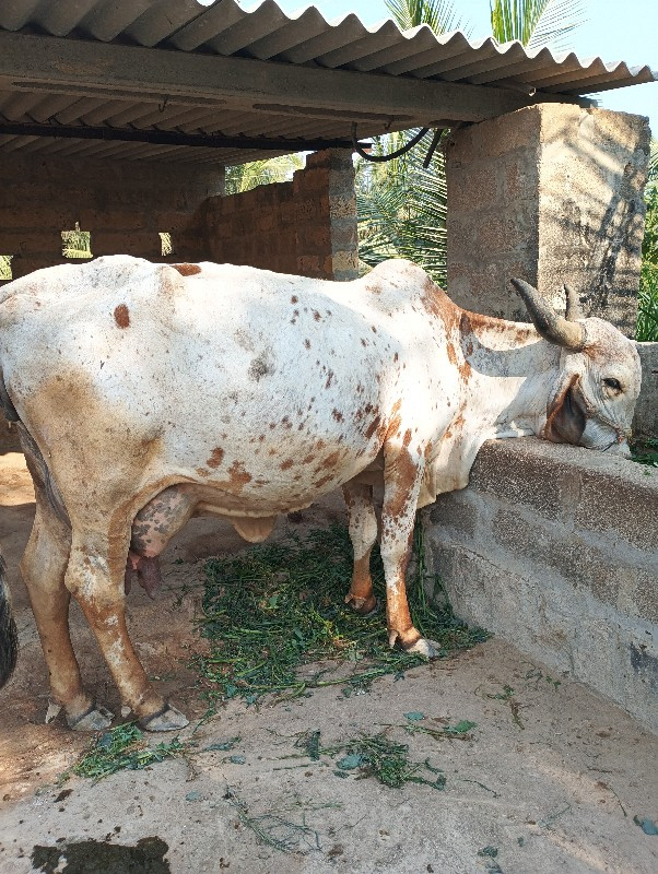 ગાય વેચવાની છે