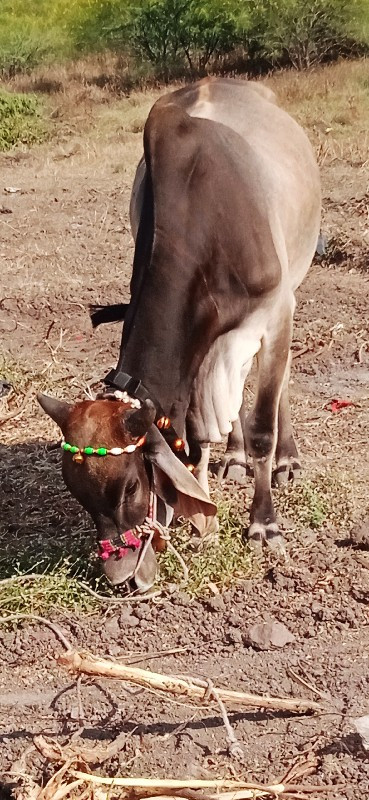 દેવીપુજક લે વેચ