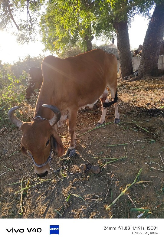 ગાય.  ઓડકિ