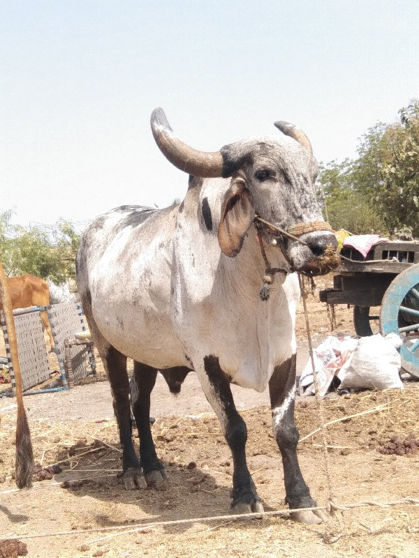 રણજીત