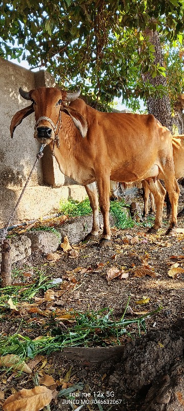 ત્રણ ગાયો વેચવા...