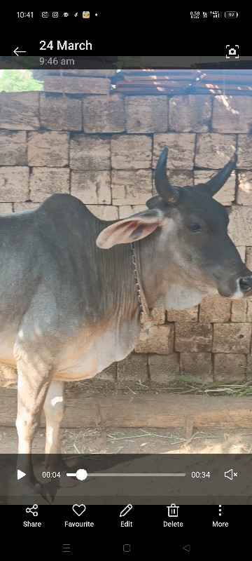 કાંકરેજ ગાય વેચ...