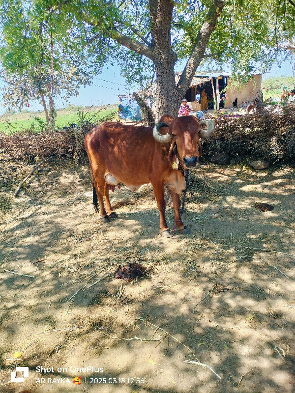 વેચવાની છે