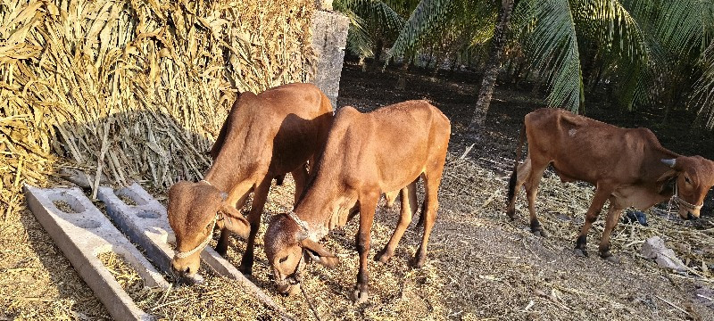 વાછરડા વેચવા ના...