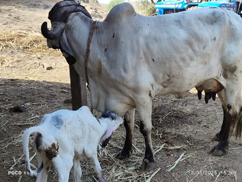 ગાય વેચવાની સે